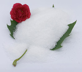 Vilken typ av polyakrylamid &auml;r effektivare f&ouml;r behandling av avloppsvatten i biltv&auml;tt?